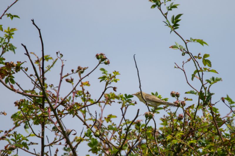 Hypolaïs polyglotte